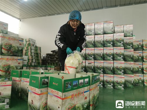 從田間地頭到品牌餐桌 膠州大白菜的“出圈”之路與專(zhuān)業(yè)化生產(chǎn)服務(wù)